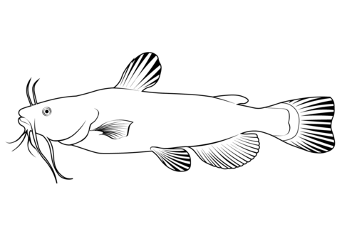 Black Bullhead (Ameiurus Melas) Coloring Page